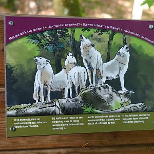 Example of series of signs on Arctic wolf biology, 2021-08-15