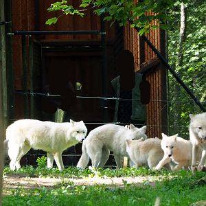 Keepers feeding Arctic wolves (Canis lupus arctos), 2021-08-15