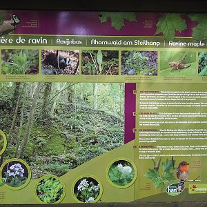 Local habitats signage - Ravine forests, 2021-08-15