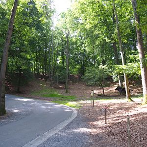 Part of the Alpine chamois area with main road, 2021-08-15