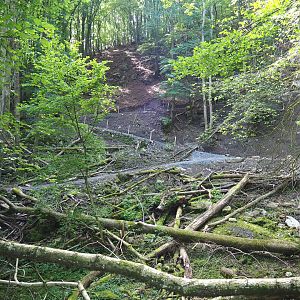 Ravine forest, 2021-08-15