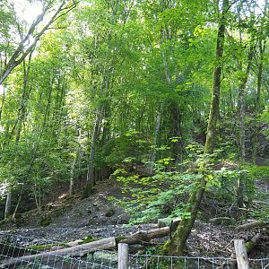 Ravine forest, 2021-08-15