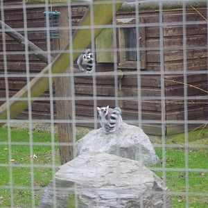 Ring-Tailed Lemurs- Hamerton Zoo Park 6/3/2022