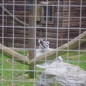 Ring-Tailed Lemur- Hamerton Zoo Park 6/3/2022