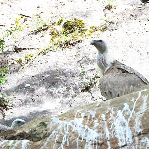 Western Eurasian griffon vulture (Gyps fulvus fulvus), 2021-08-15