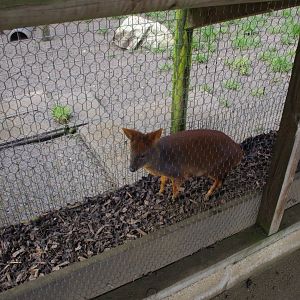 Southern Pudu- Hamerton Zoo Park 6/3/2022