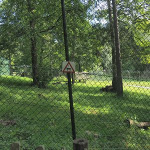 First Eurasian lynx exhibit, 2021-08-15