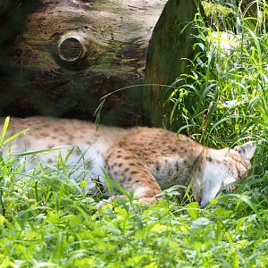 Eurasian lynx (Lynx lynx lynx), 2021-08-15