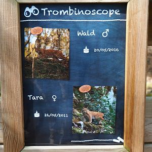 Lynxes in second exhibit identification signage, 2021-08-15