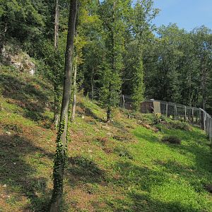 Second Eurasian lynx exhibit, 2021-08-15