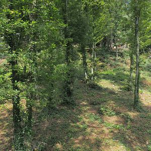 Second Eurasian lynx exhibit, 2021-08-15