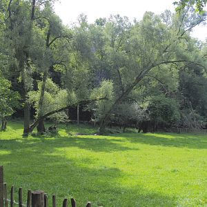 European white stork exhibit, 2021-08-15