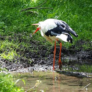 European white stork (Ciconia ciconia ciconia) eating an earth worm, 2021-08-15