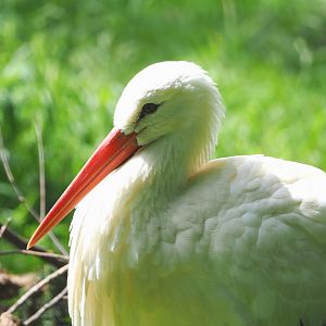 European white stork (Ciconia ciconia ciconia), 2021-08-15