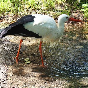 European white stork (Ciconia ciconia ciconia) drinking from source pool, 2021-08-15
