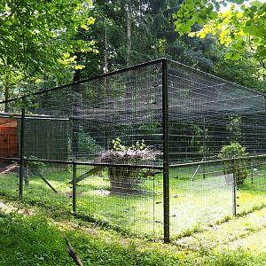 European white stork holding aviary and barn, 2021-08-15