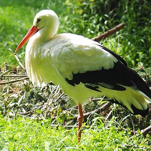 European white stork (Ciconia ciconia ciconia), 2021-08-15