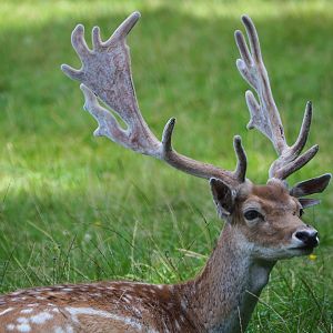 Common fallow deer (Dama dama) stag, 2021-08-15