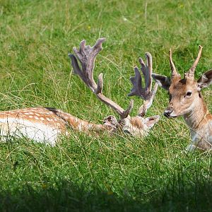 Common fallow deer (Dama dama) stag and spike buck, 2021-08-15