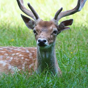 Common fallow deer (Dama dama) stag, 2021-08-15
