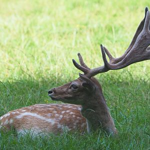 Common fallow deer (Dama dama) stag, 2021-08-15