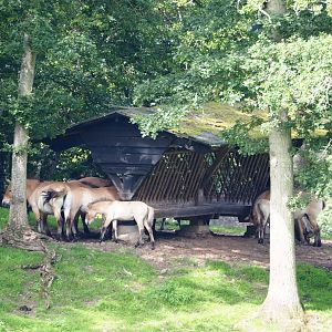 Przewalski's horse herd (Equus ferus przewalskii) at feeder, 2021-08-15
