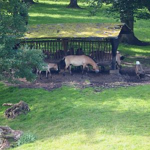 Przewalski's horse herd (Equus ferus przewalskii) at feeder, 2021-08-15