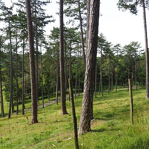 Forested part of the large mixed paddock in the Lesse Valley and lower part of the wildlife park, 2021-08-15