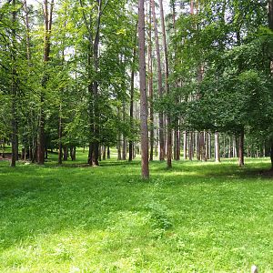 Forested part of the large mixed paddock in the Lesse Valley and lower part of the wildlife park, 2021-08-15