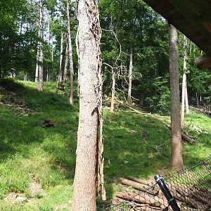 European wolverine exhibit, 2021-08-15