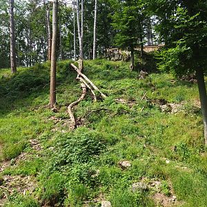 European wolverine exhibit, 2021-08-15