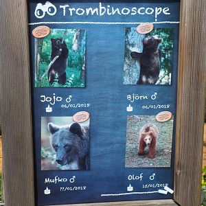Young Eurasian brown bears identification signage, 2021-08-15