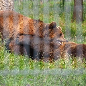 Fighting Eurasian brown bears (Ursus arctos arctos), 2021-08-15