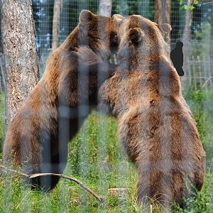 Fighting Eurasian brown bears (Ursus arctos arctos), 2021-08-15