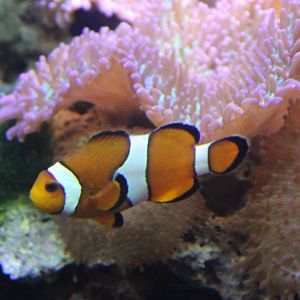 Clown anenomefish - Amphiprion ocellaris