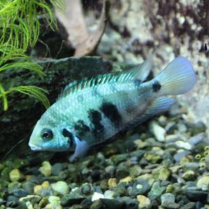 Cryptoheros species 'Honduras'