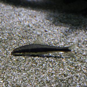 Crossocheilus oblongus