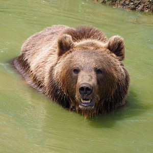 Eurasian brown bear (Ursus arctos arctos) in the pool, 2021-08-15