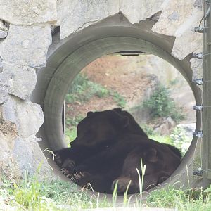 Eurasian brown bears (Ursus arctos arctos) resting in tunnel between two parts of old brown bear exhibit, 2021-08-15
