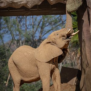 Swazi the African Bush Elephant