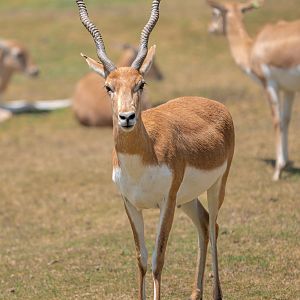 Blackbuck