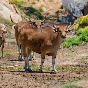 Javan Banteng herd