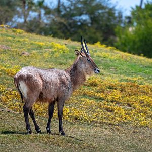 Defassa’s Waterbuck