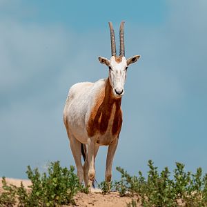 Scimitar Horned Oryx
