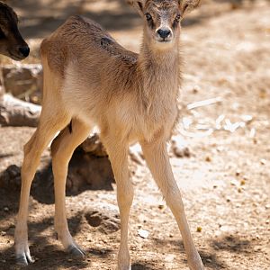 Nile Lechwe fawn