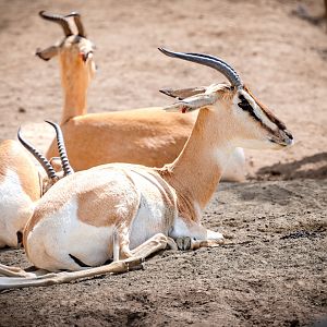 Soemmering’s Gazelle