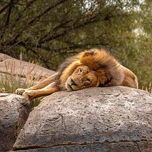 Izu the African Lion