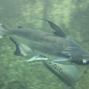 Pangasius