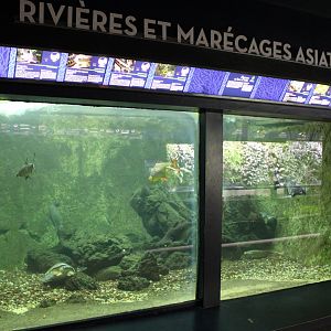 Asian freshwater tank - large species