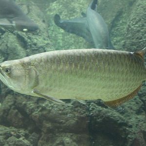 Arowana